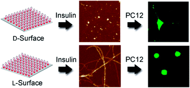Graphical abstract: Opposing enantiomers of tartaric acid anchored on a surface generate different insulin assemblies and hence contrasting cellular responses