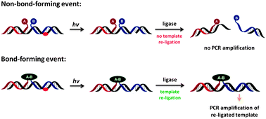 Graphical abstract: Detection of bond formations by DNA-programmed chemical reactions and PCR amplification